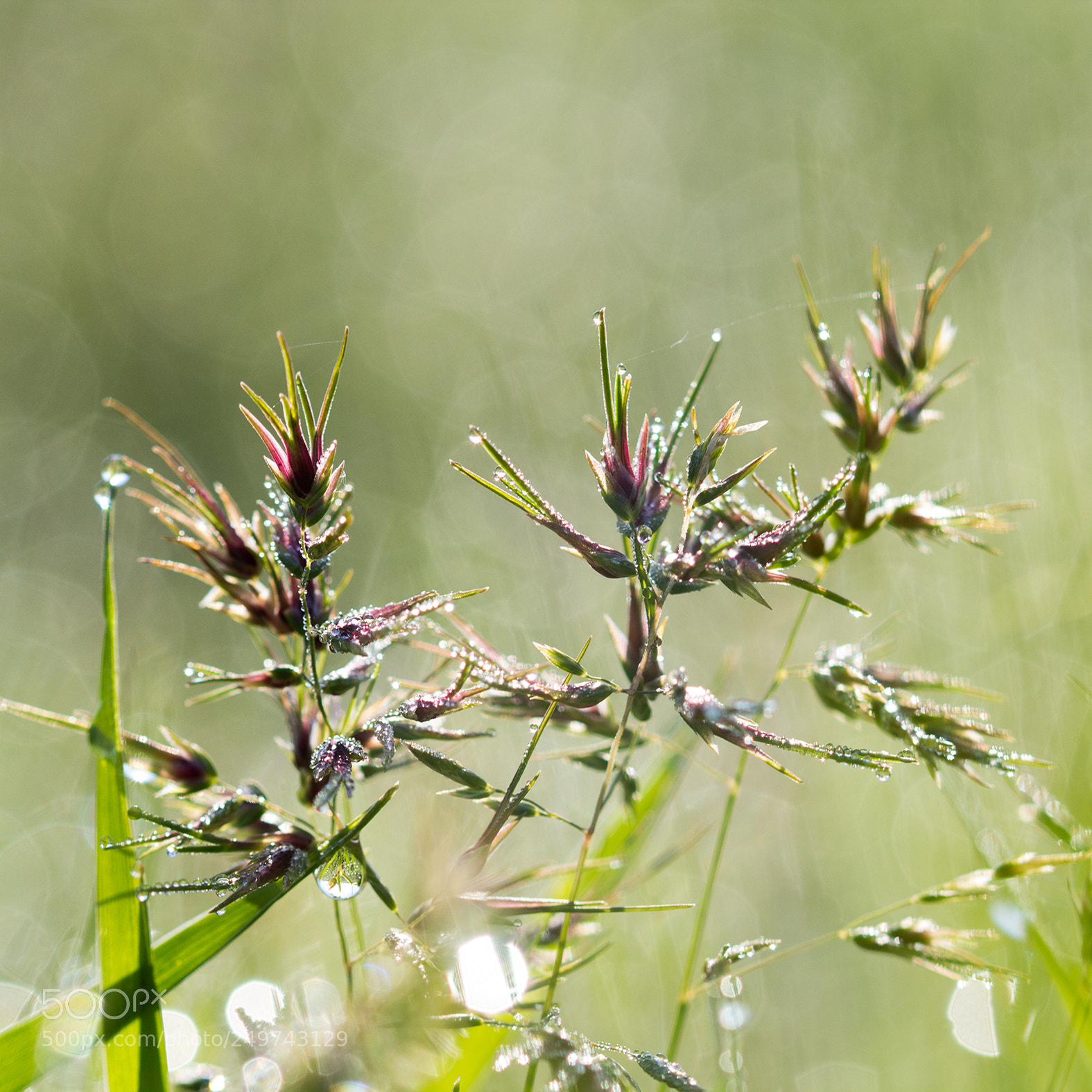Canon EOS 600D (Rebel EOS T3i / EOS Kiss X5) sample photo. Seed drops photography