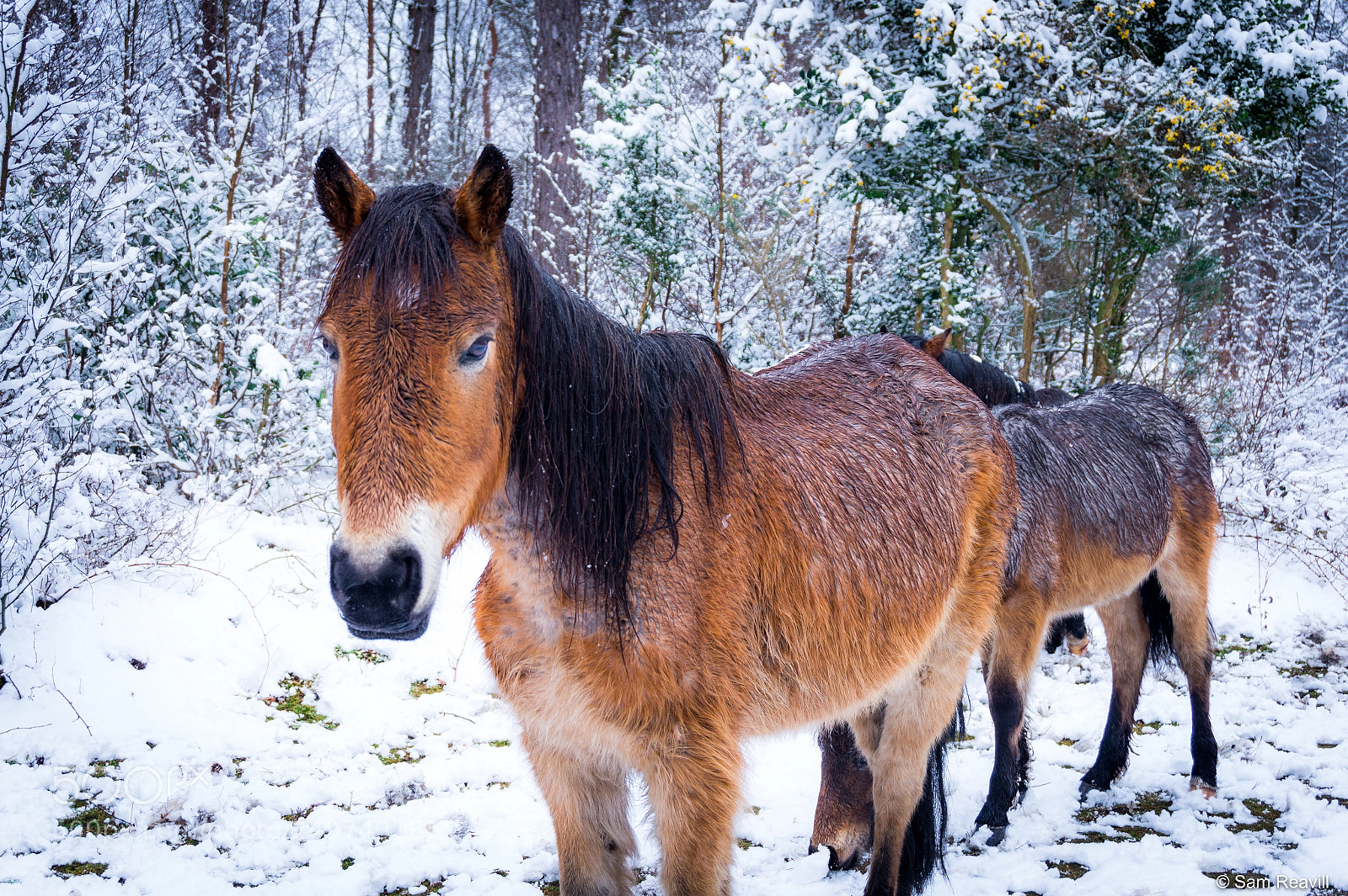 Sony Alpha a5000 (ILCE 5000) sample photo. New forest pony photography