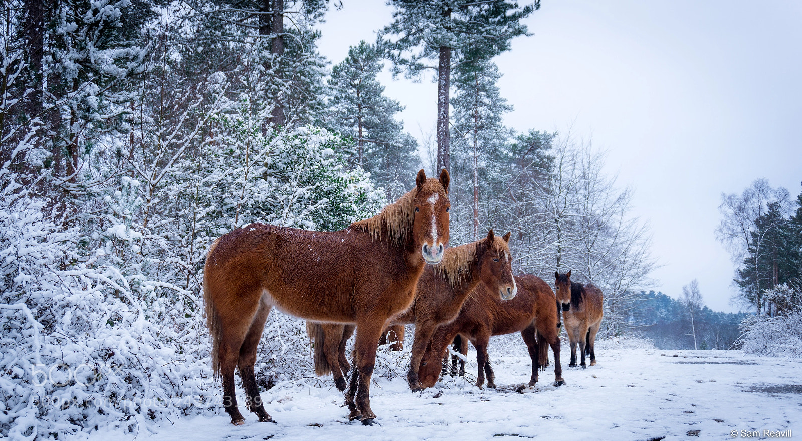 Sony Alpha a5000 (ILCE 5000) sample photo. New forest ponies in photography