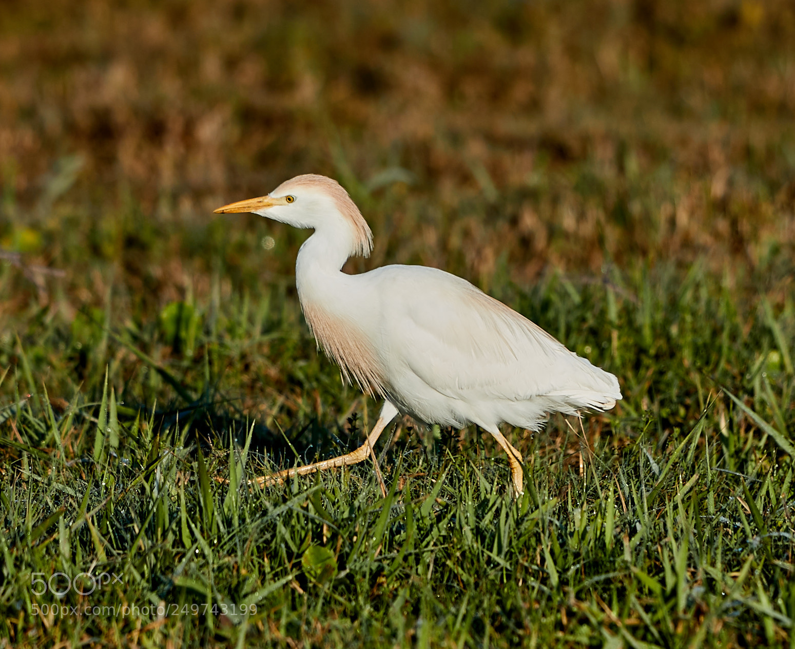 Canon EOS-1D X Mark II sample photo. 03-18-18-0008260.jpg photography