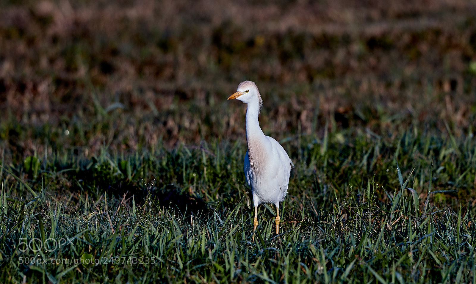 Canon EOS-1D X Mark II sample photo. 03-18-18-0008261.jpg photography