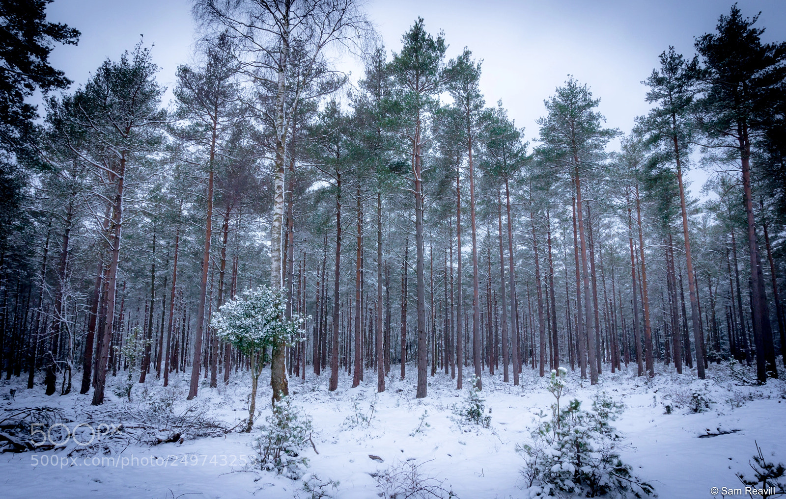 Sony Alpha a5000 (ILCE 5000) sample photo. New forest in the photography
