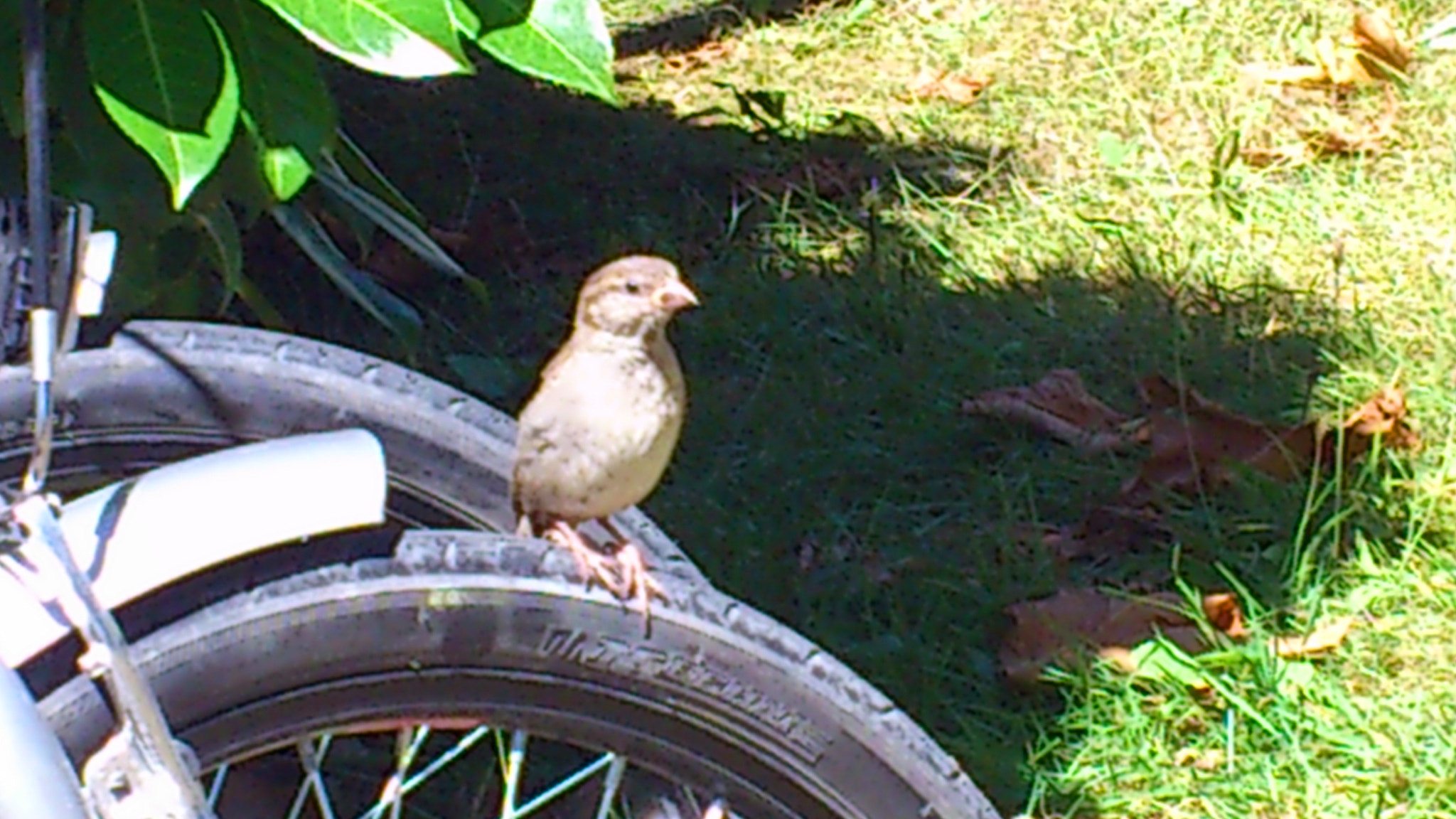 Sony Ericsson Xperia ray sample photo
