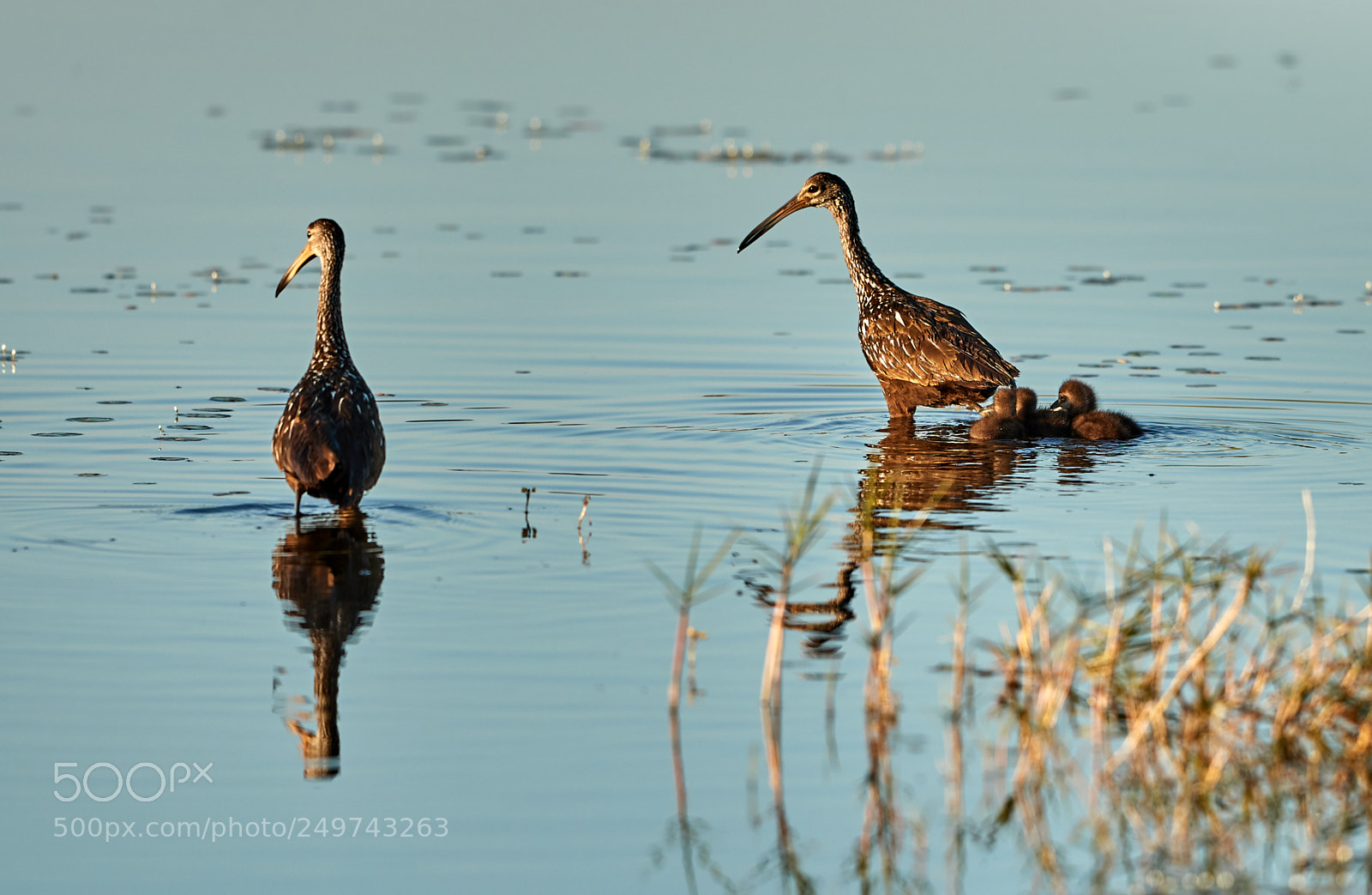 Canon EOS-1D X Mark II sample photo. 03-18-18-0008272.jpg photography