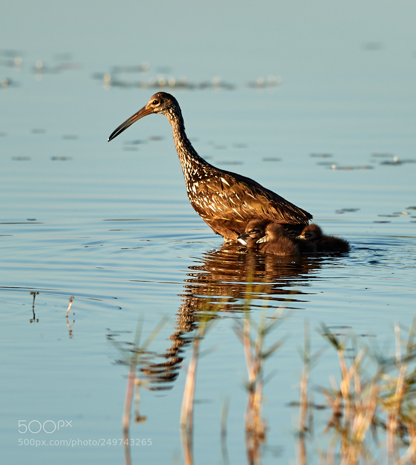 Canon EOS-1D X Mark II sample photo. 03-18-18-0008271.jpg photography