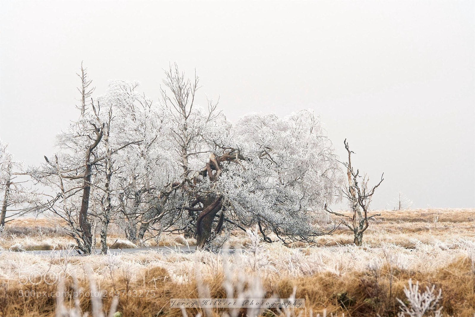 Nikon D500 sample photo. Frosty times photography