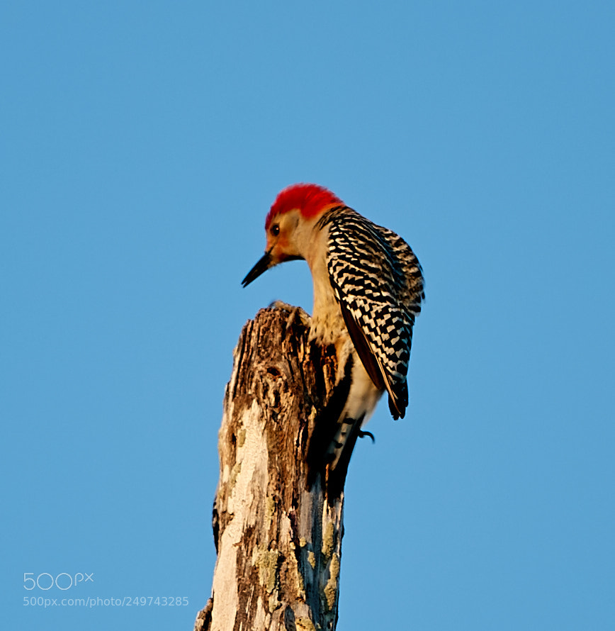 Canon EOS-1D X Mark II sample photo. 03-18-18-0008348.jpg photography