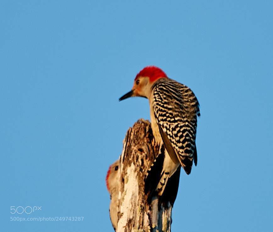 Canon EOS-1D X Mark II sample photo. 03-18-18-0008347.jpg photography