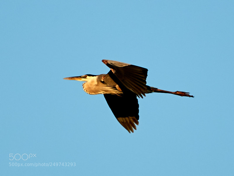 Canon EOS-1D X Mark II sample photo. 03-18-18-0008346.jpg photography