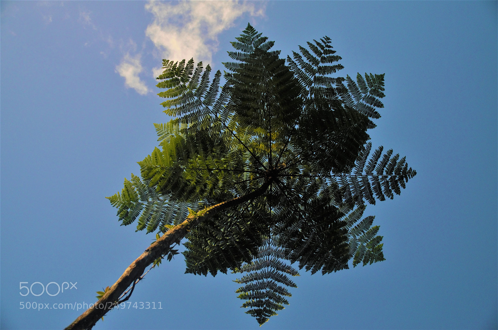 Nikon D7000 sample photo. Under the giant fern photography