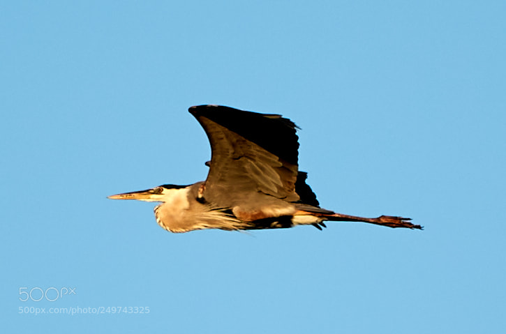 Canon EOS-1D X Mark II sample photo. 03-18-18-0008345.jpg photography