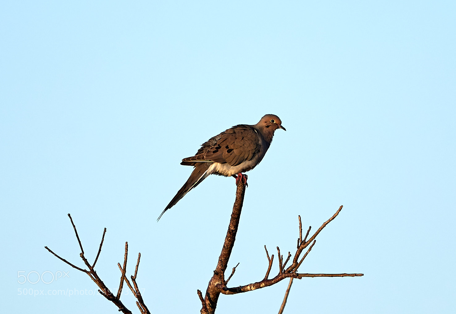 Canon EOS-1D X Mark II sample photo. 03-18-18-0008341.jpg photography
