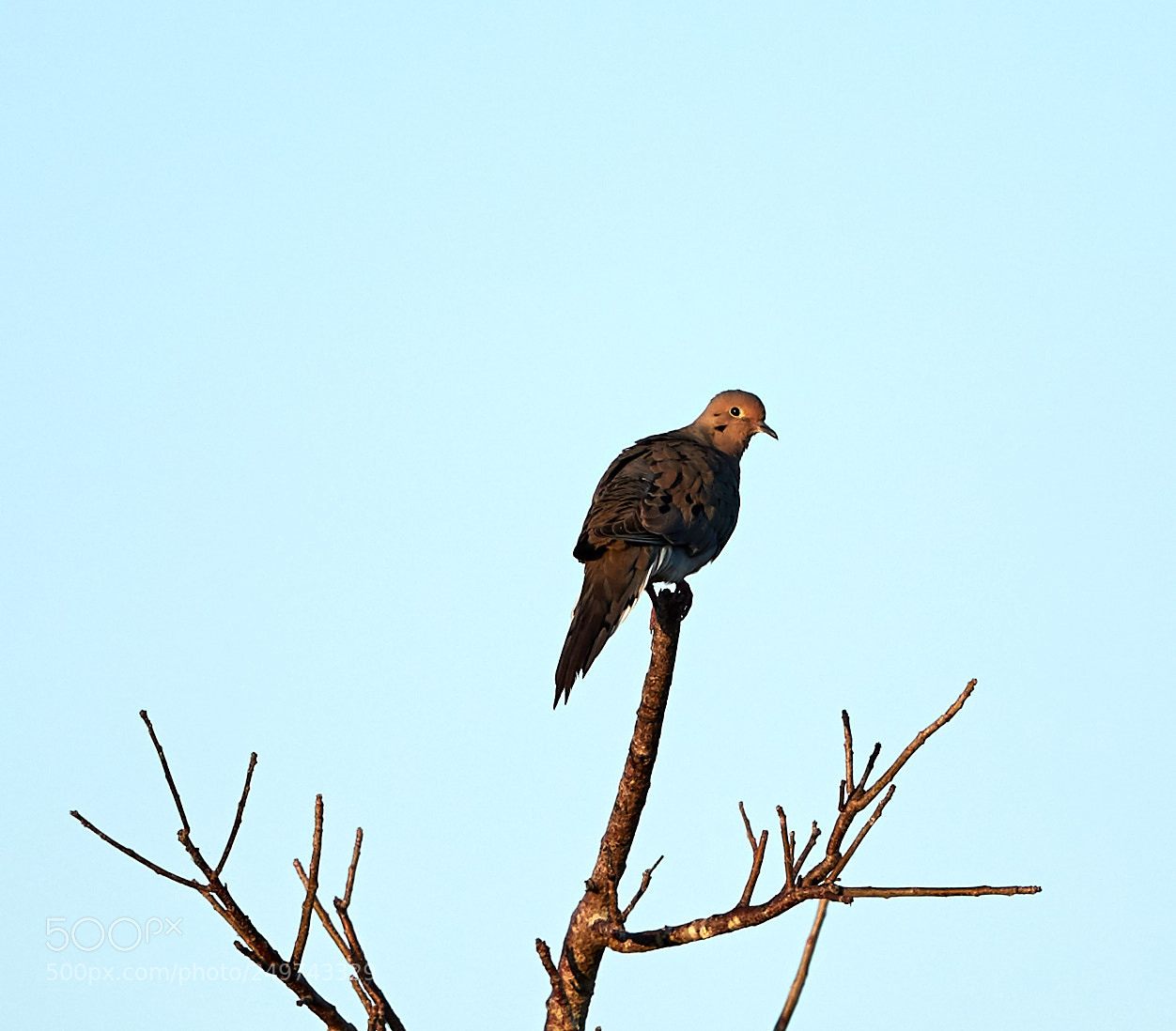 Canon EOS-1D X Mark II sample photo. 03-18-18-0008340.jpg photography