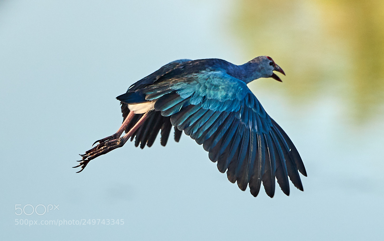 Canon EOS-1D X Mark II sample photo. 03-18-18-0008334.jpg photography
