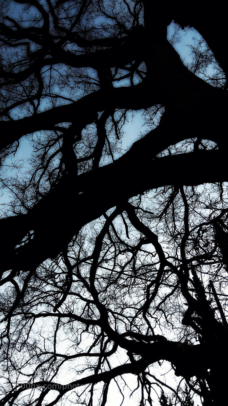 Xiaomi Redmi Note 4 sample photo. Just a tree photography