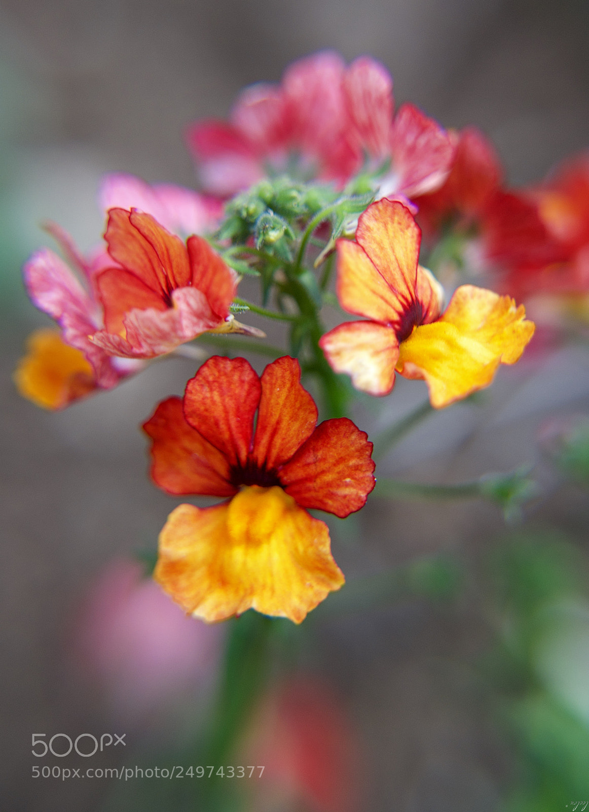 Nikon D3100 sample photo. Like the flight of photography