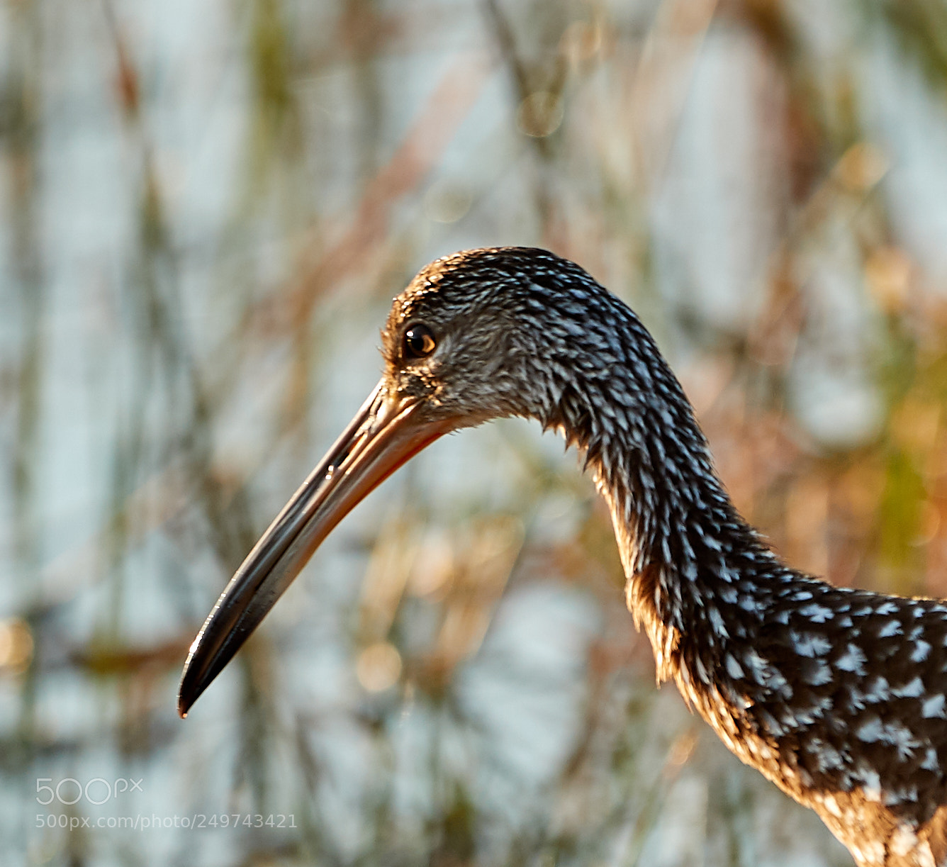 Canon EOS-1D X Mark II sample photo. 03-18-18-0008322.jpg photography