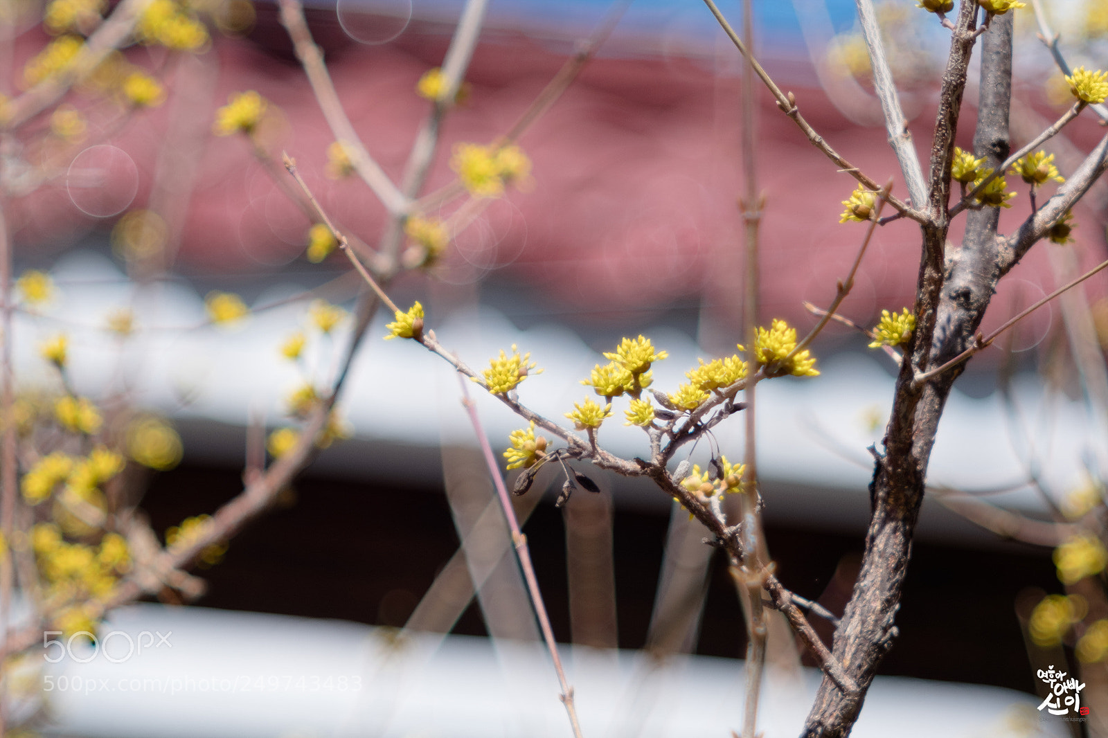 Fujifilm X-T2 sample photo. Spring coming photography
