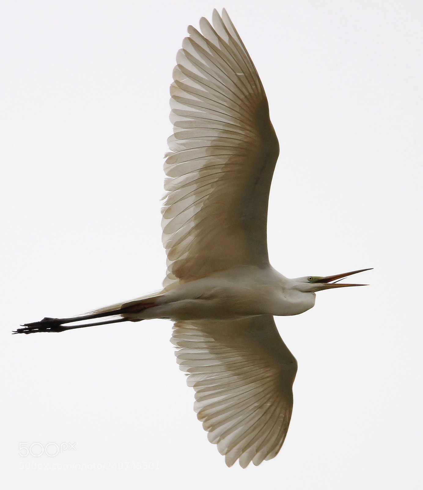 Canon EOS 550D (EOS Rebel T2i / EOS Kiss X4) sample photo. Great egret photography