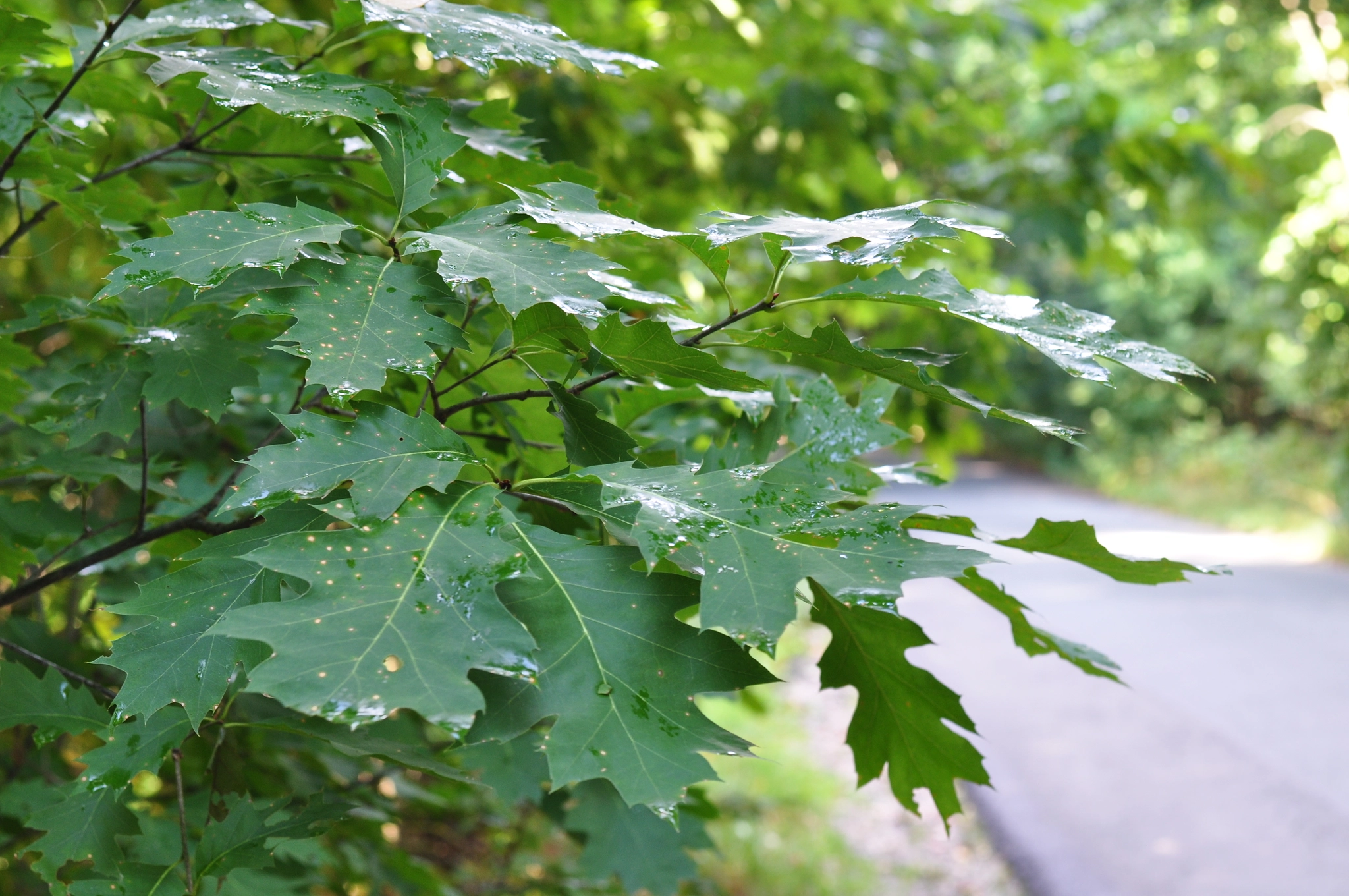 Nikon D90 + Nikon AF-S Nikkor 50mm F1.8G sample photo. Leaves photography