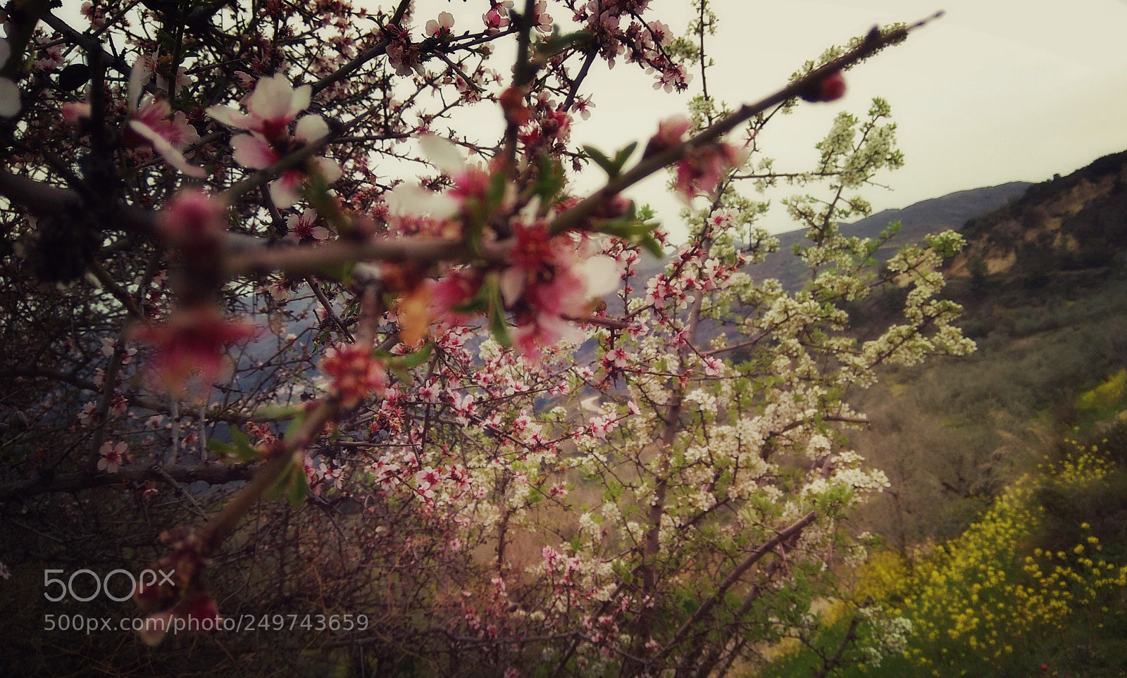 Xiaomi Redmi Note 4 sample photo. Blossoms and flowers photography