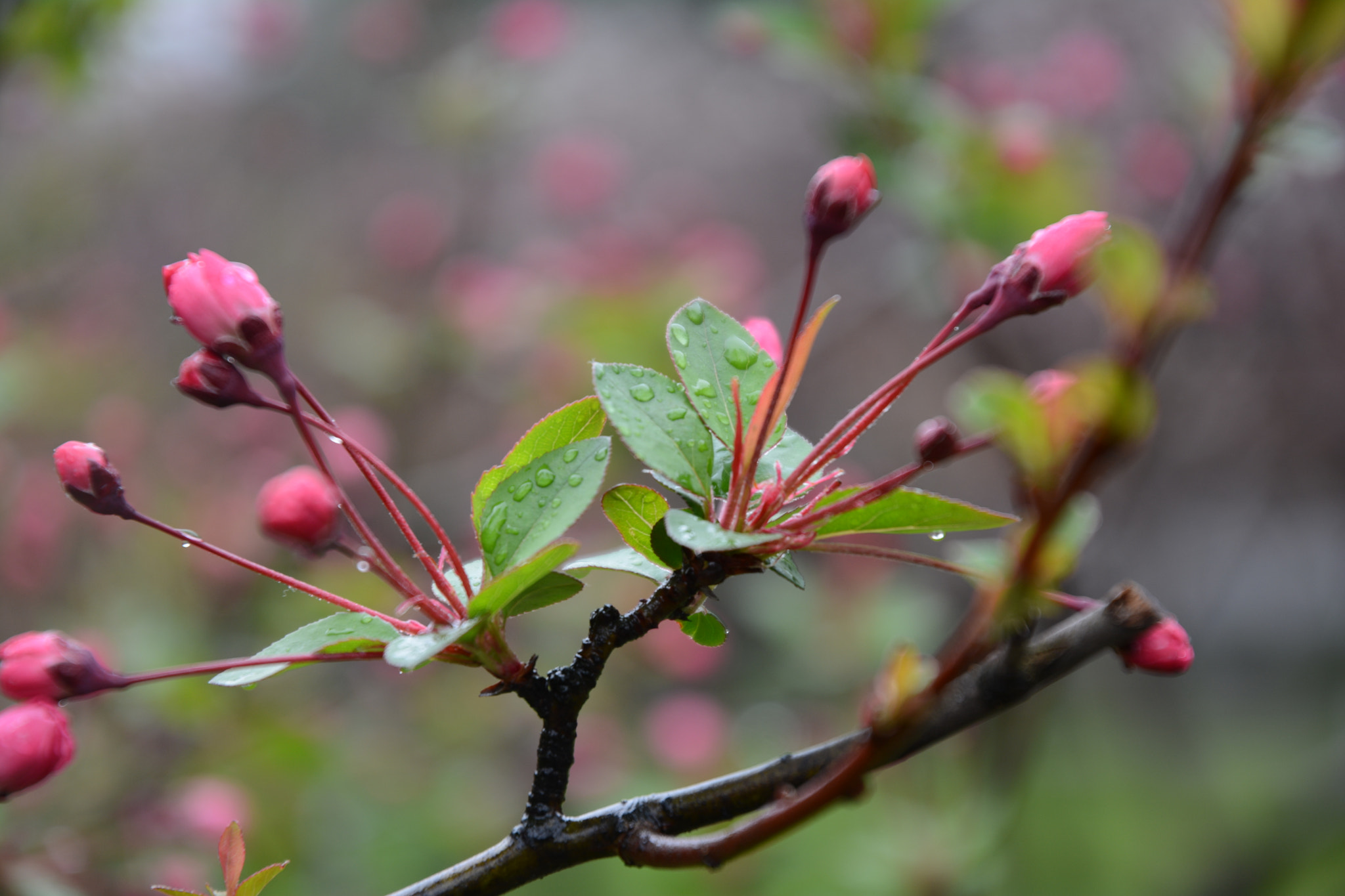 Nikon D7100 sample photo. Spring slut photography
