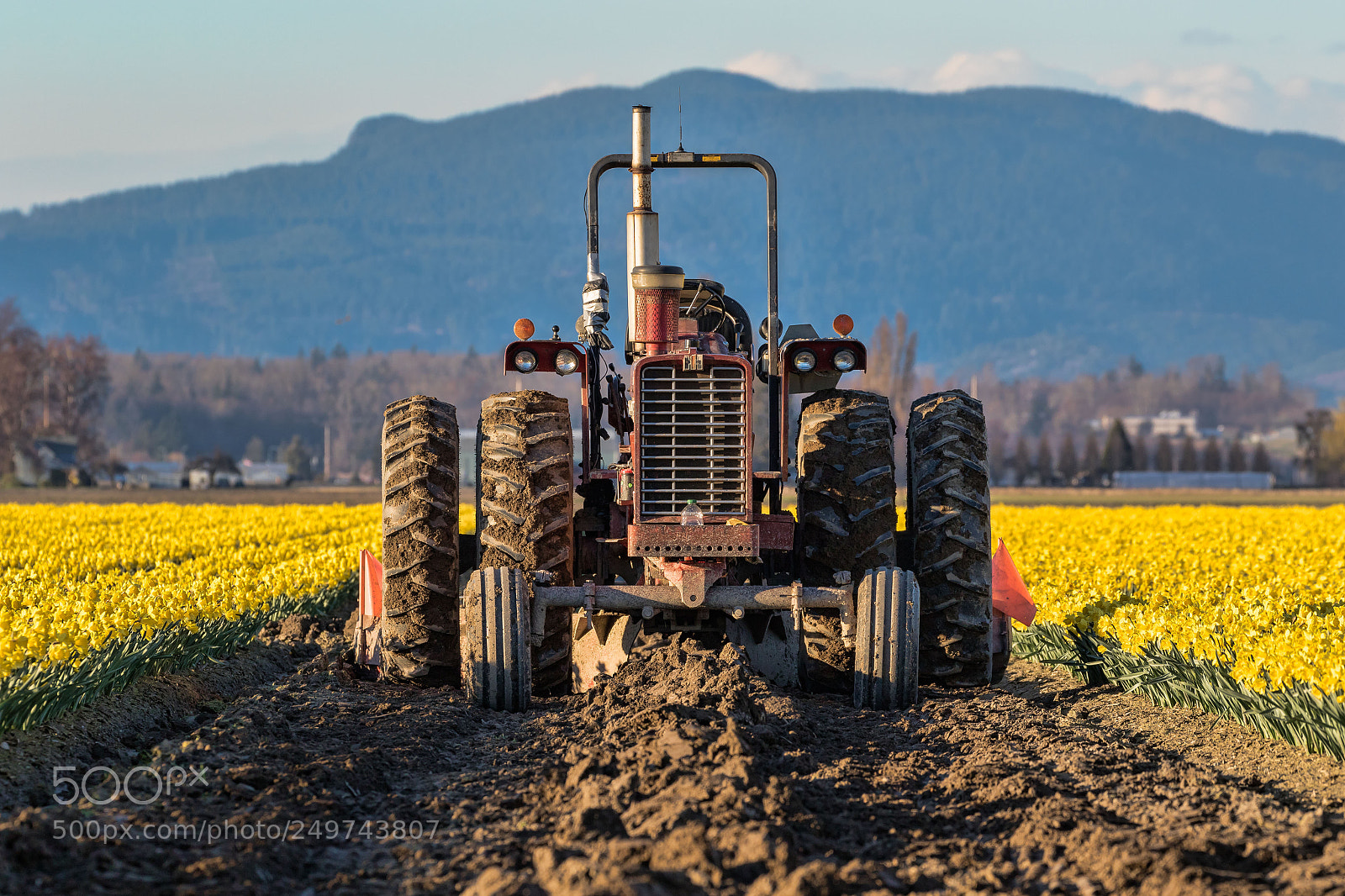 Canon EOS 7D Mark II sample photo. Tractor with daffodils photography