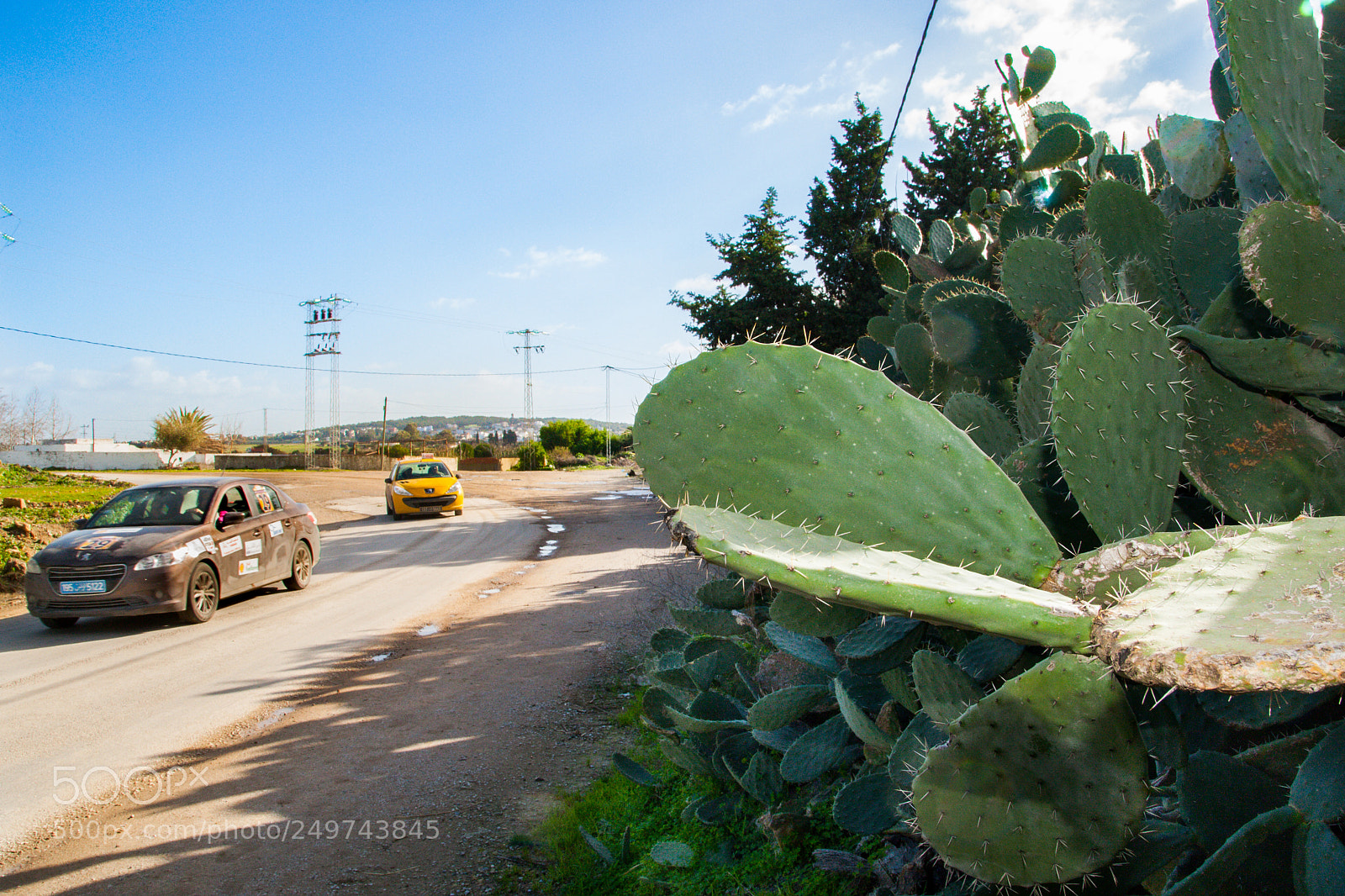Canon EOS-1D Mark III sample photo. Rallye alyssa tunisie cactus photography