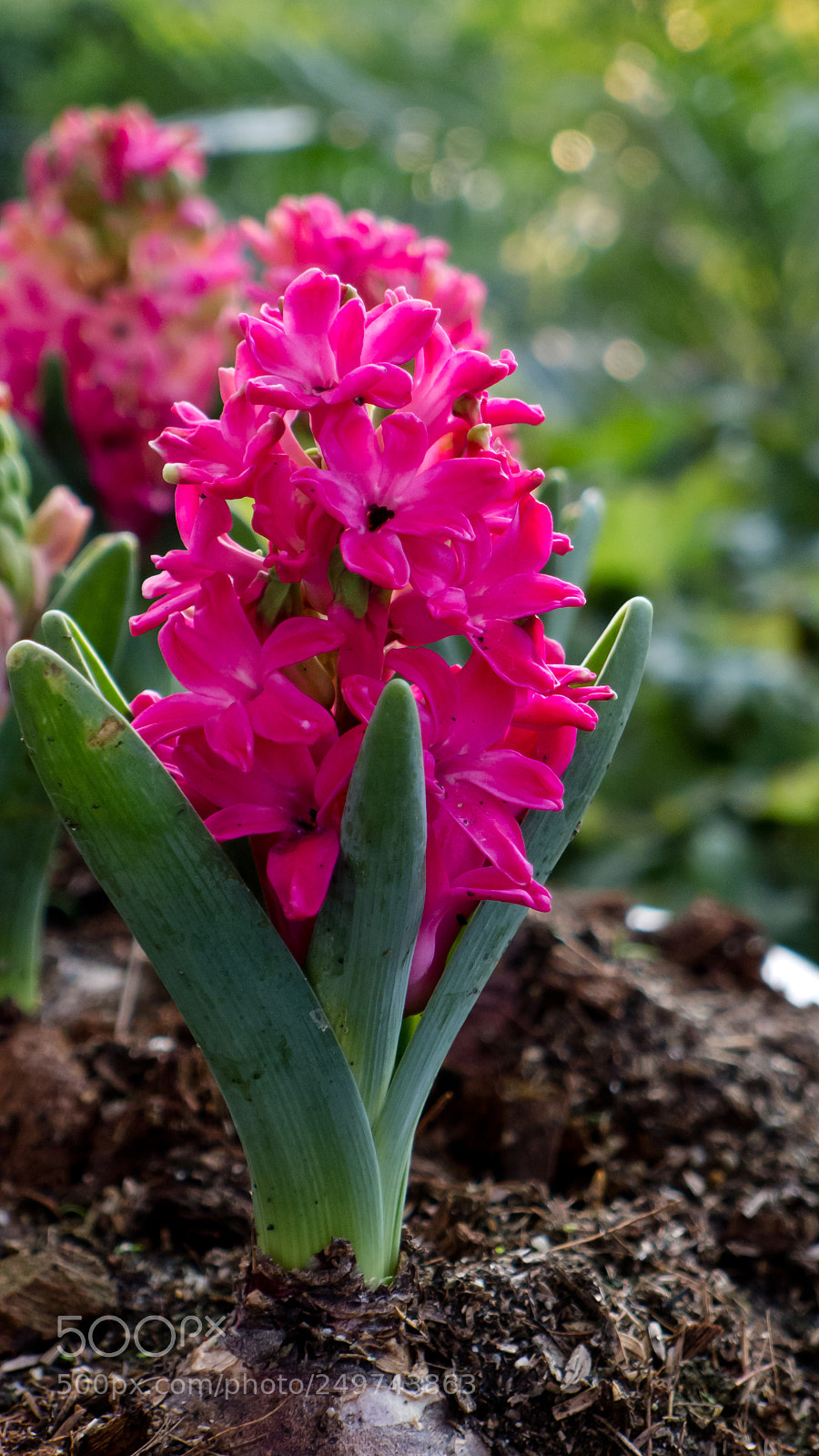 Panasonic Lumix DMC-LX5 sample photo. Flowers in the summer photography