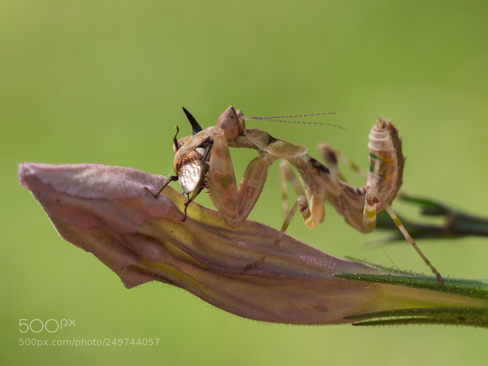 Olympus PEN-F sample photo. Flower mantis photography