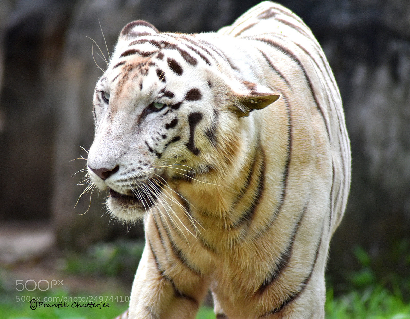 Nikon D7200 sample photo. White tiger photography