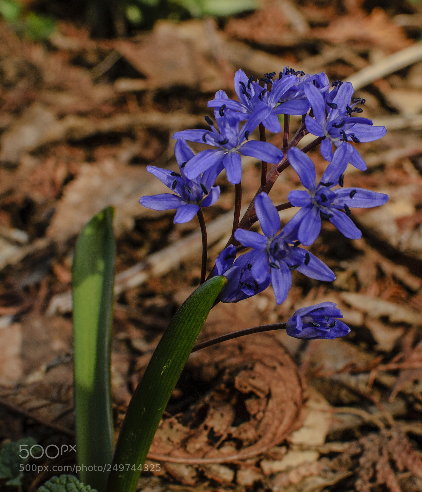 Nikon D3100 sample photo. Blue photography