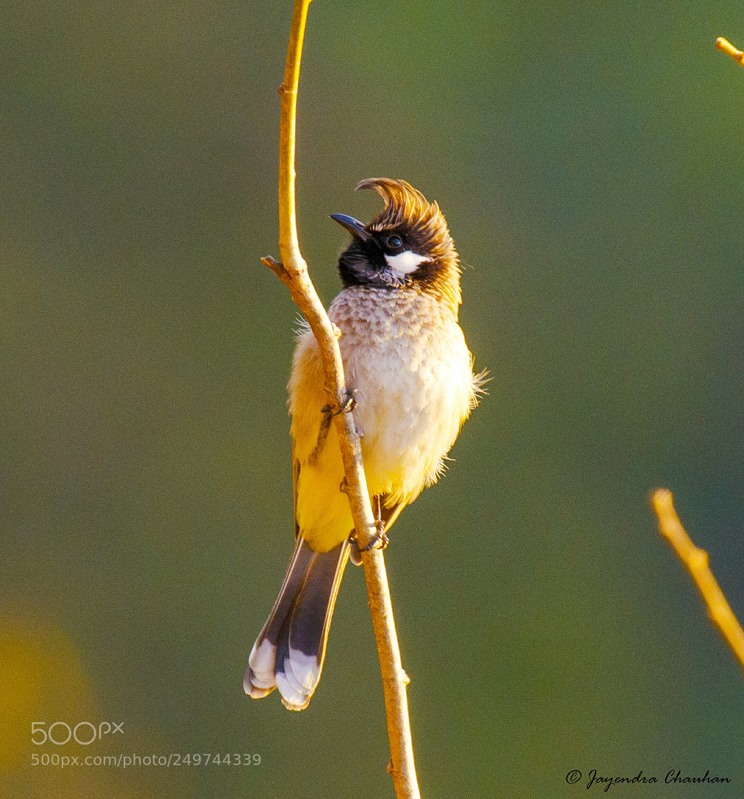 Nikon D5100 sample photo. Himalayan bulbul photography