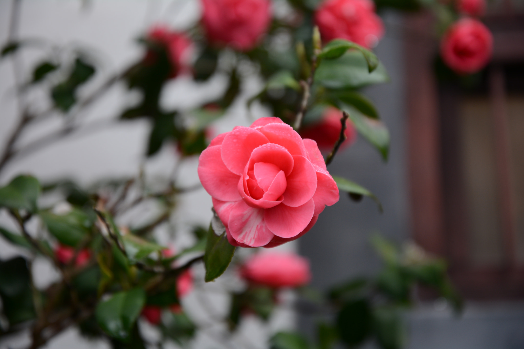 Nikon D7100 sample photo. Camellia photography