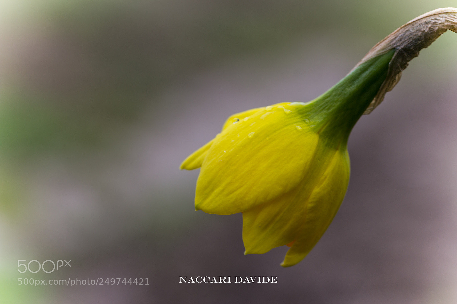 Canon EOS 600D (Rebel EOS T3i / EOS Kiss X5) sample photo. Primo fiore photography