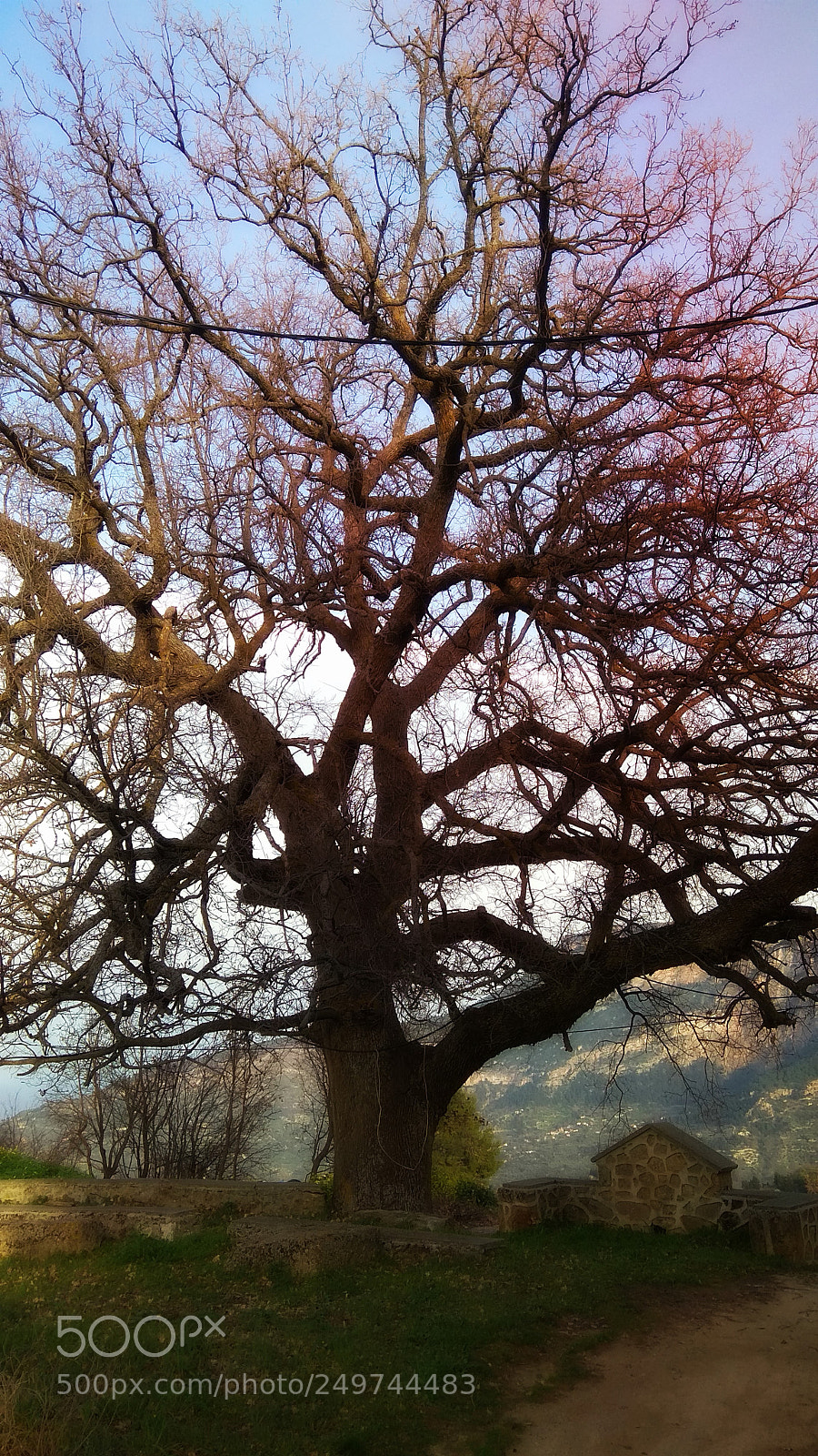 Xiaomi Redmi Note 4 sample photo. Tree photography