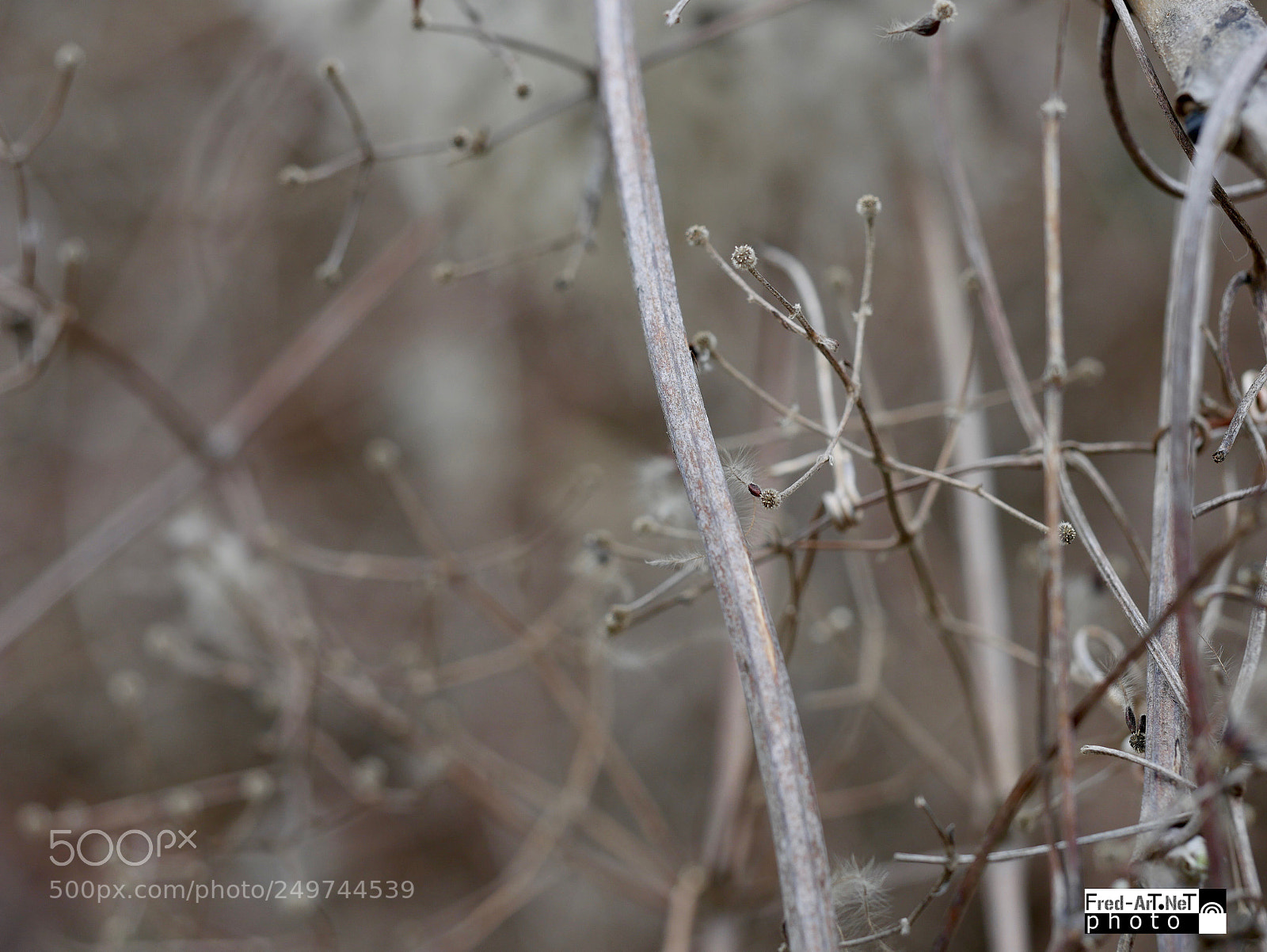 Panasonic DMC-G70 sample photo. Vestige...! photography