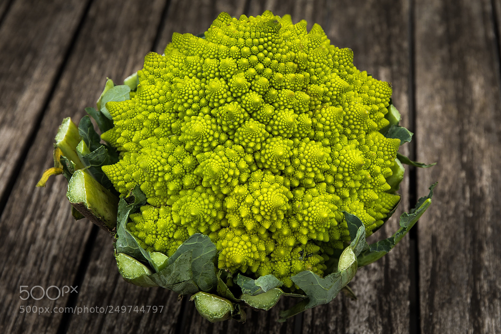 Canon EOS 5D Mark IV sample photo. Spiral green  photography