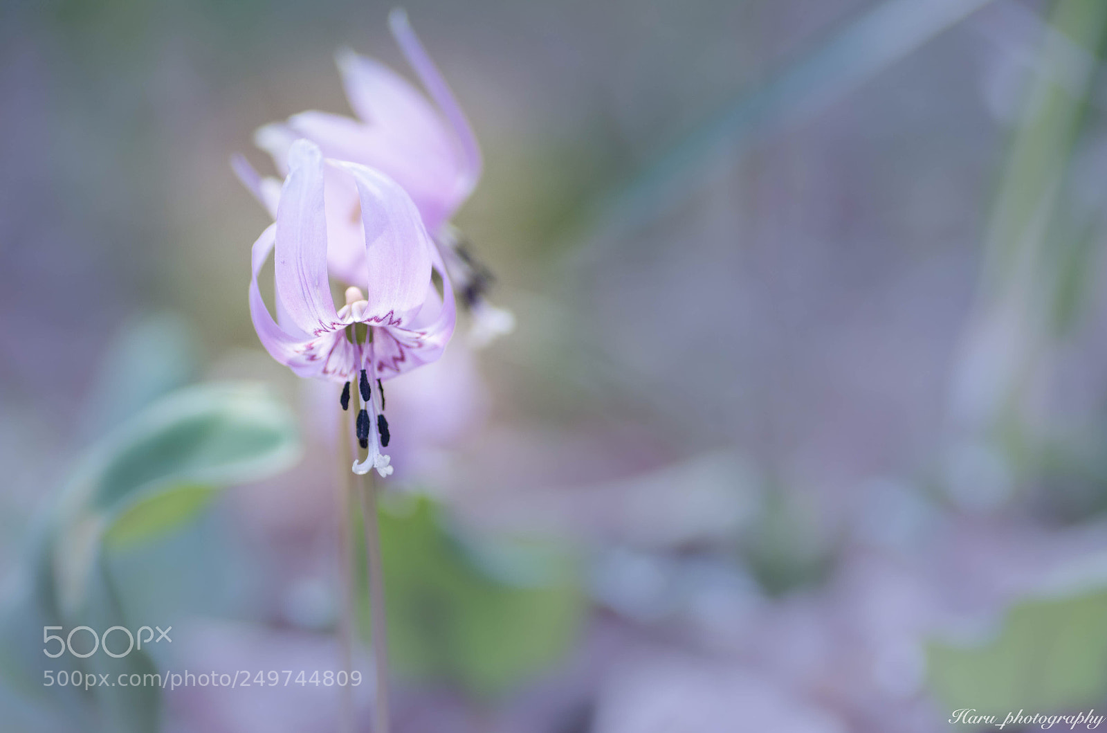 Pentax K-50 sample photo. ‍♀️春の妖精‍♂️ photography