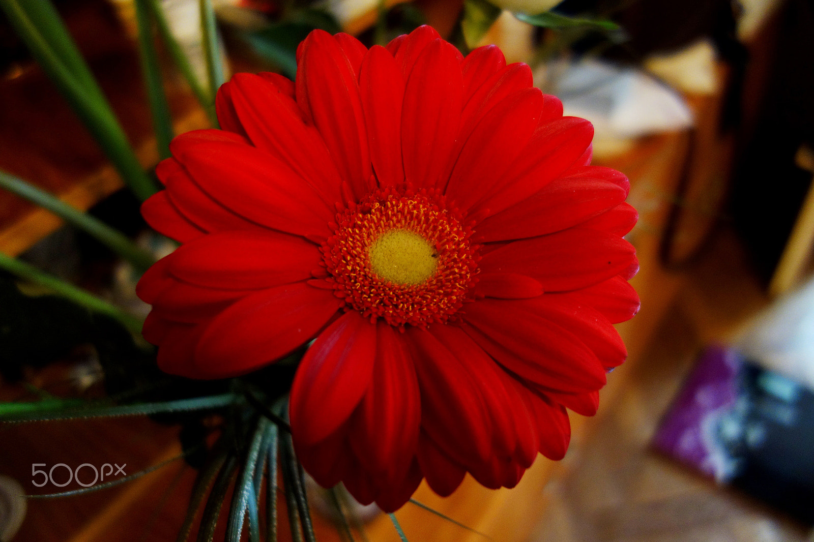 Sony DT 18-200mm F3.5-6.3 sample photo. Red photography