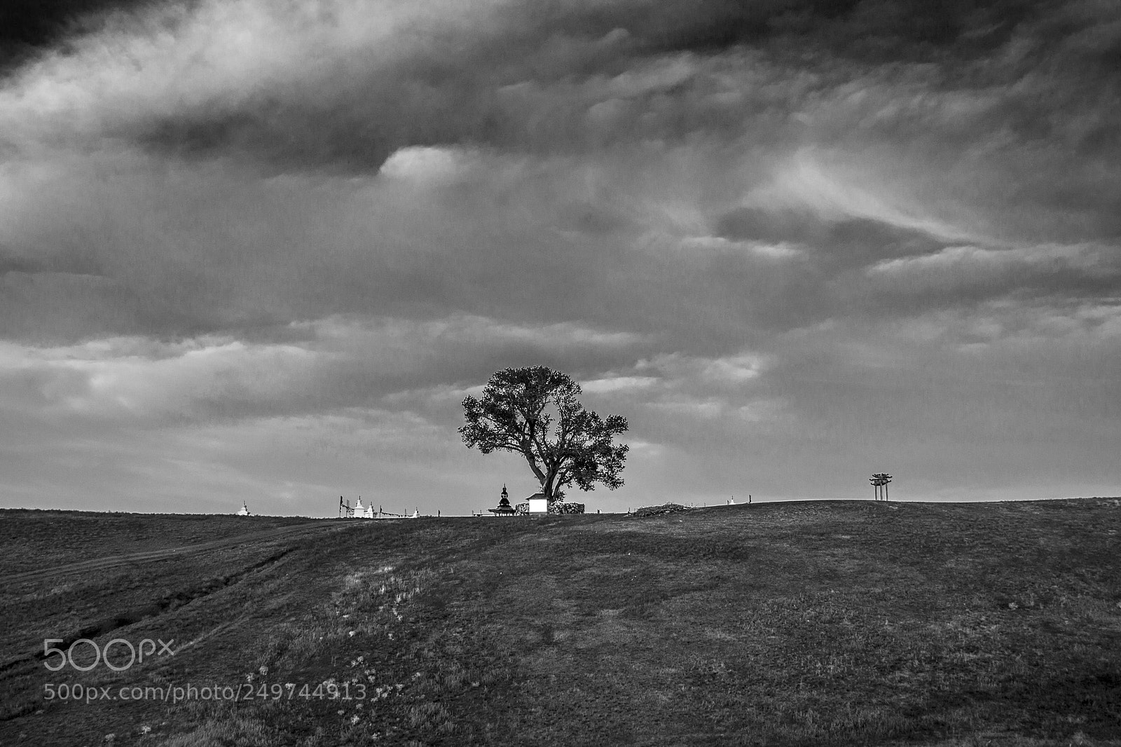 Canon EOS 500D (EOS Rebel T1i / EOS Kiss X3) sample photo. Lonely tree photography