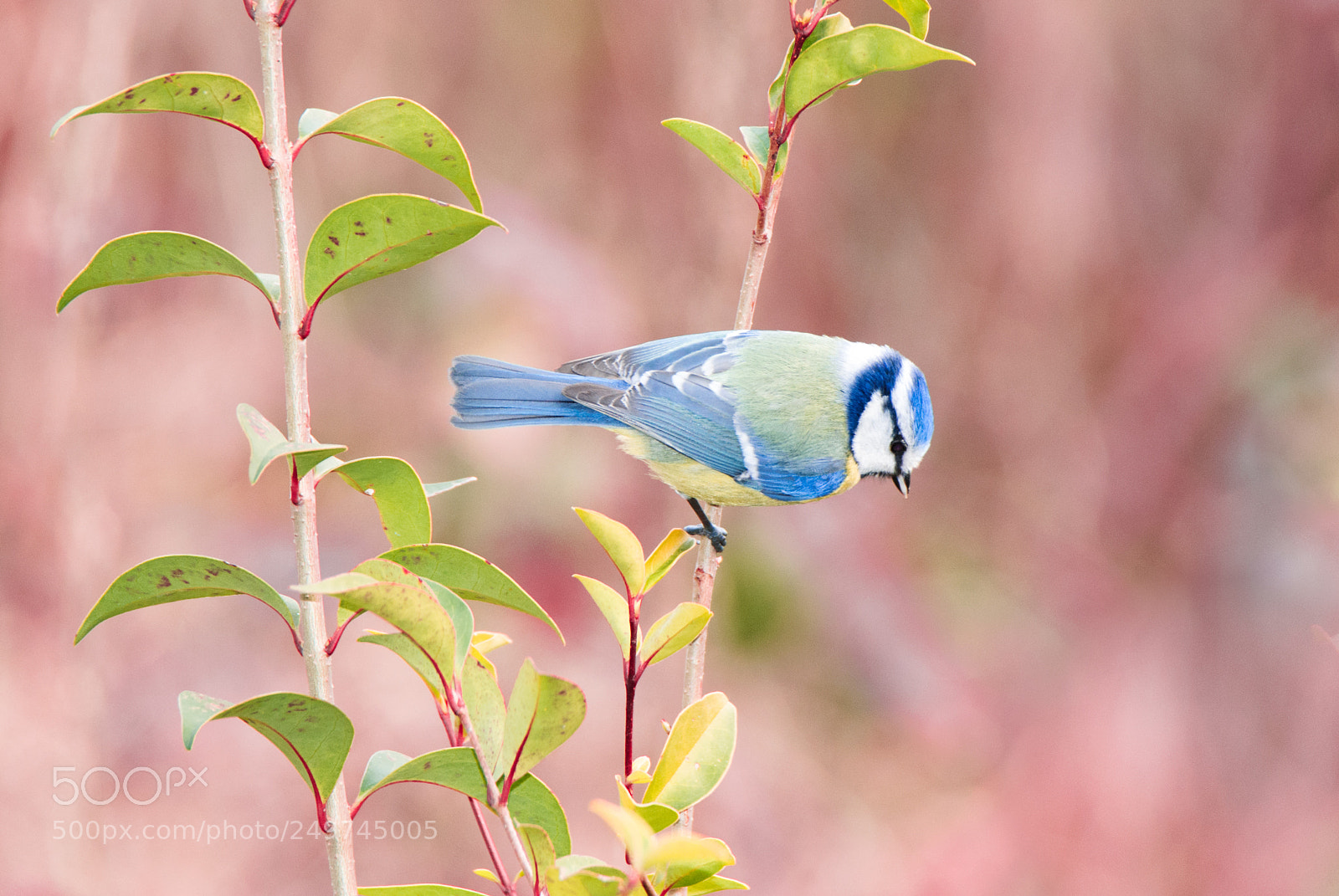 Nikon D80 sample photo. Cyanistes caeruleus #4 photography