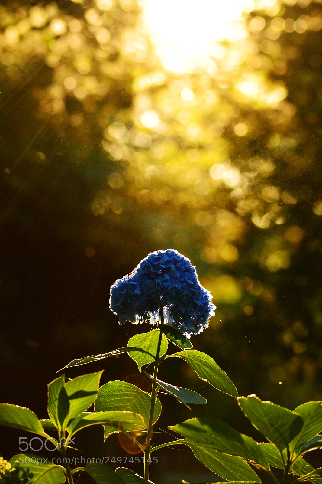 Nikon D5200 sample photo. The last day in photography
