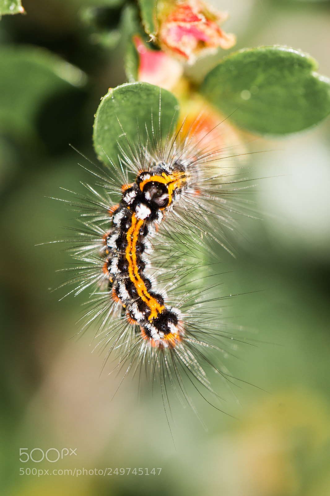 Canon EOS 550D (EOS Rebel T2i / EOS Kiss X4) sample photo. Yellow-tail moth caterpillar photography