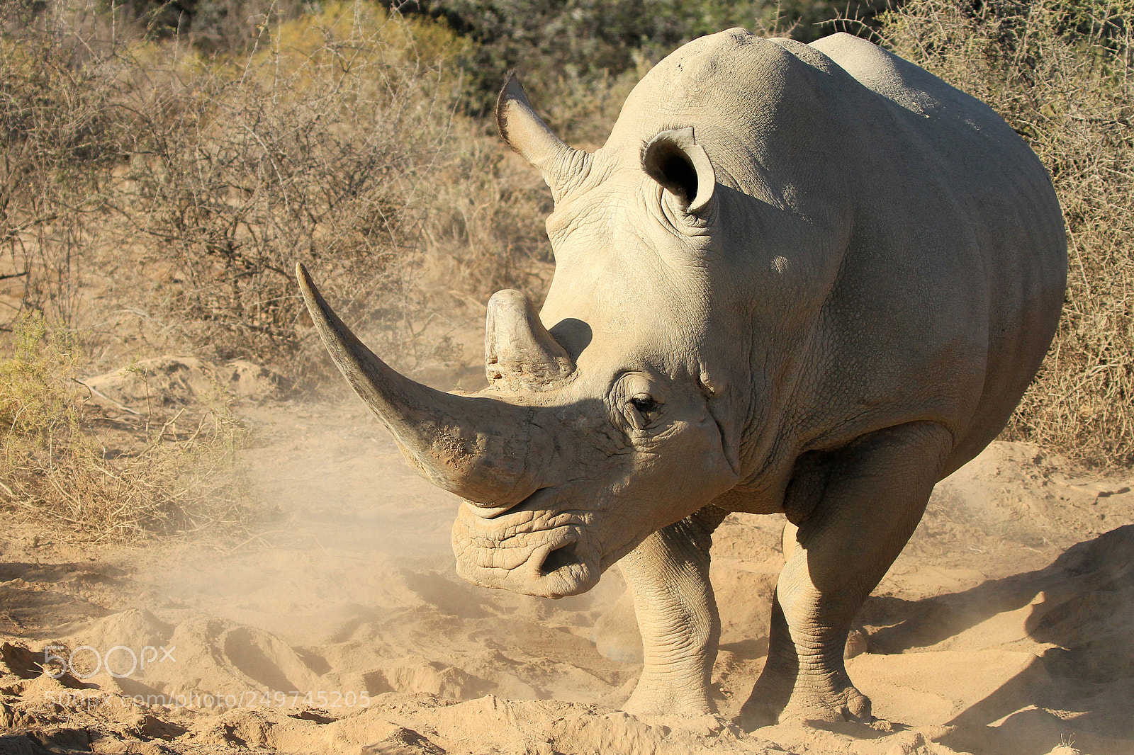 Canon EOS 7D sample photo. Rhino photography