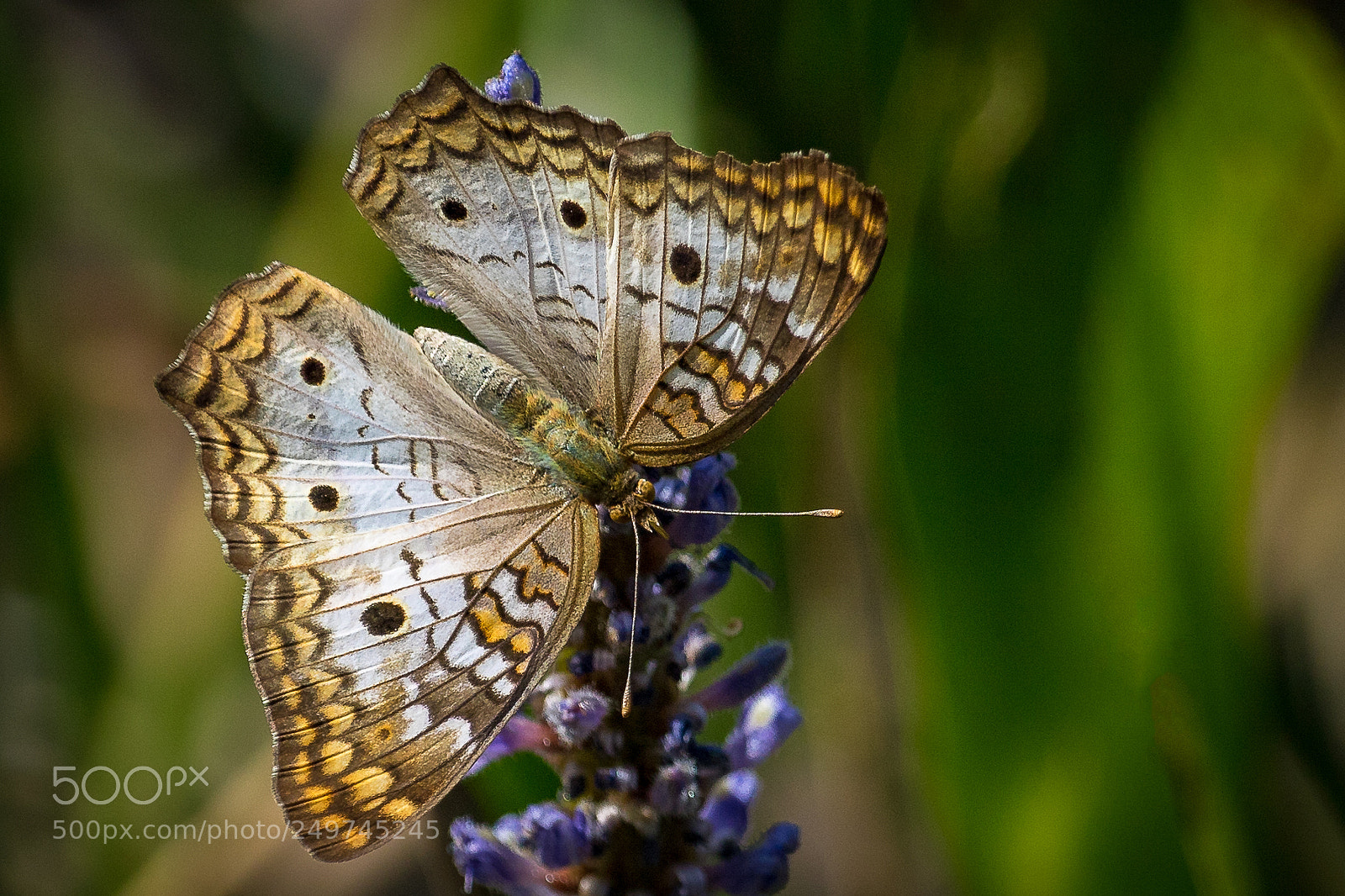 Canon EOS 7D Mark II sample photo. White peacock photography