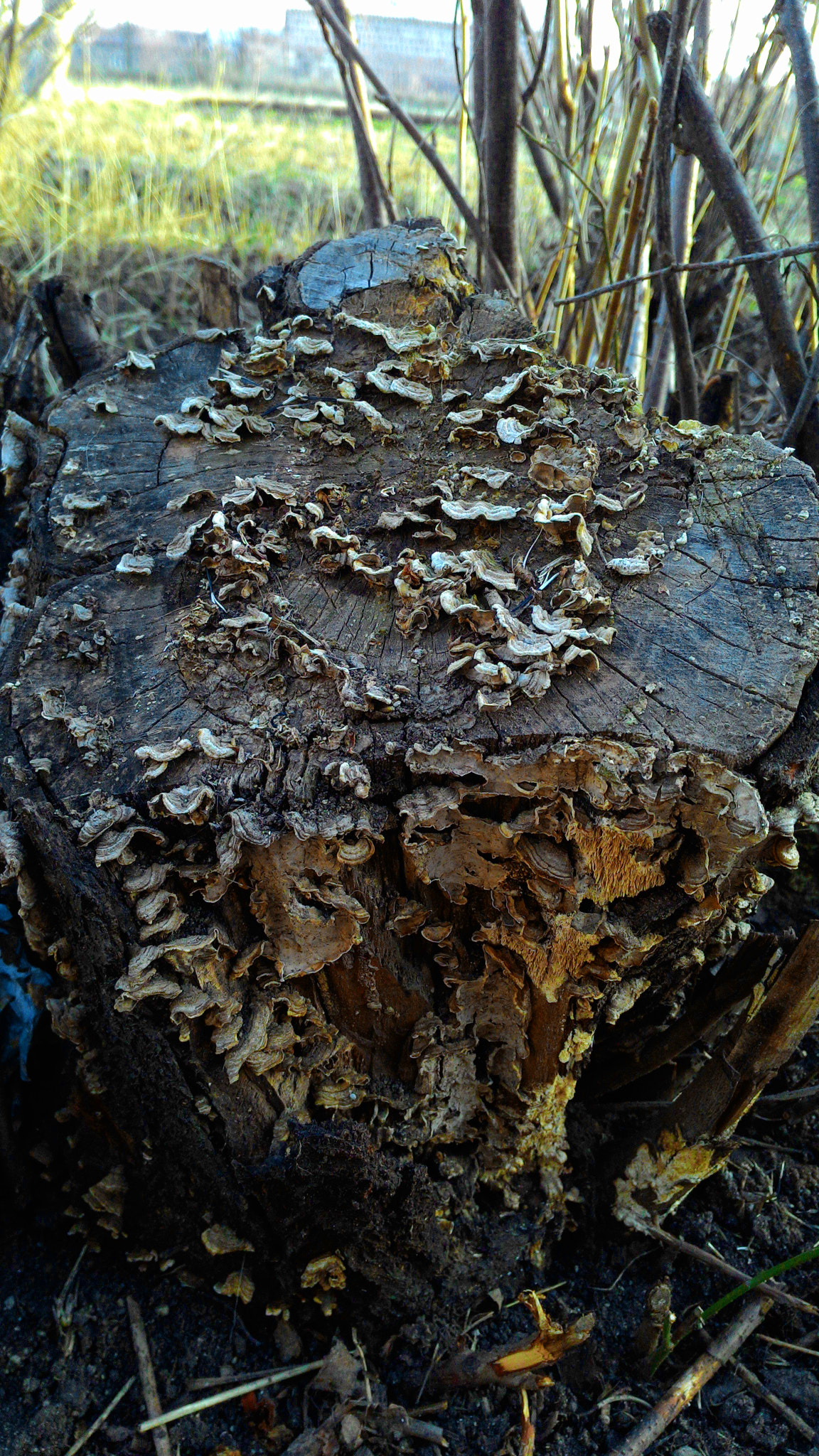 ASUS Z002 sample photo. Tree stump photography
