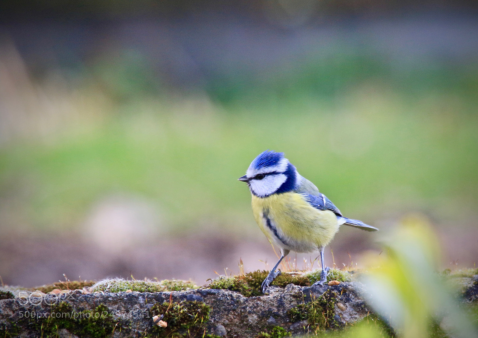 Canon EOS 7D Mark II sample photo. Blaumeise photography