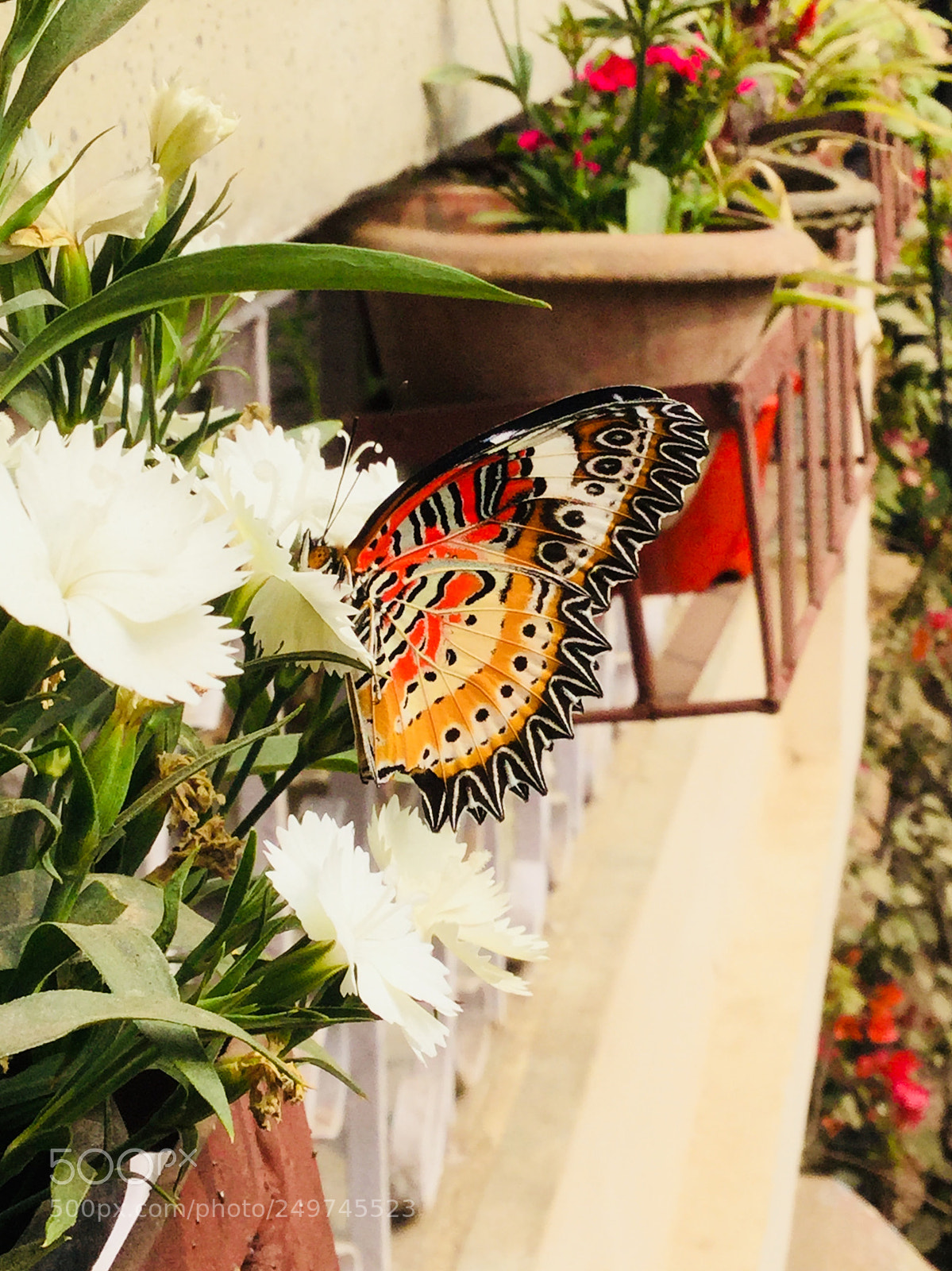 Apple iPod touch sample photo. A beautiful butterfly sucking photography
