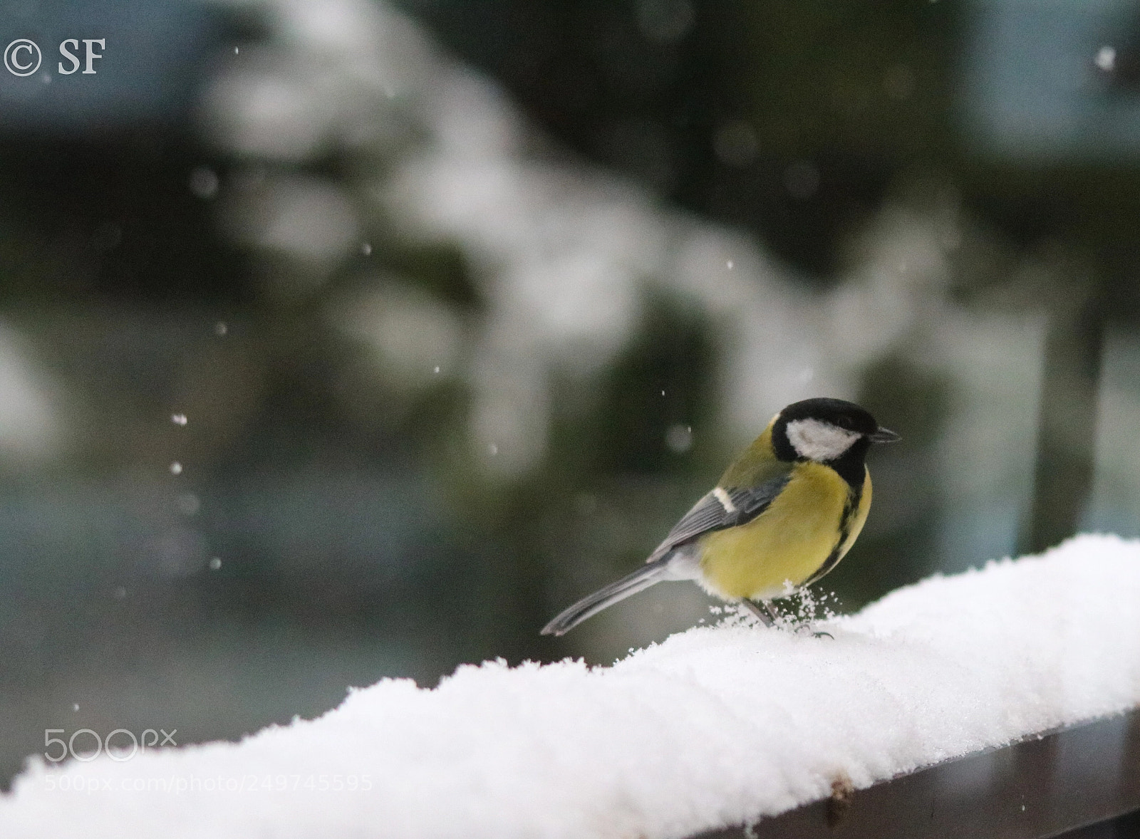 Canon EOS 750D (EOS Rebel T6i / EOS Kiss X8i) sample photo. Winter is back photography